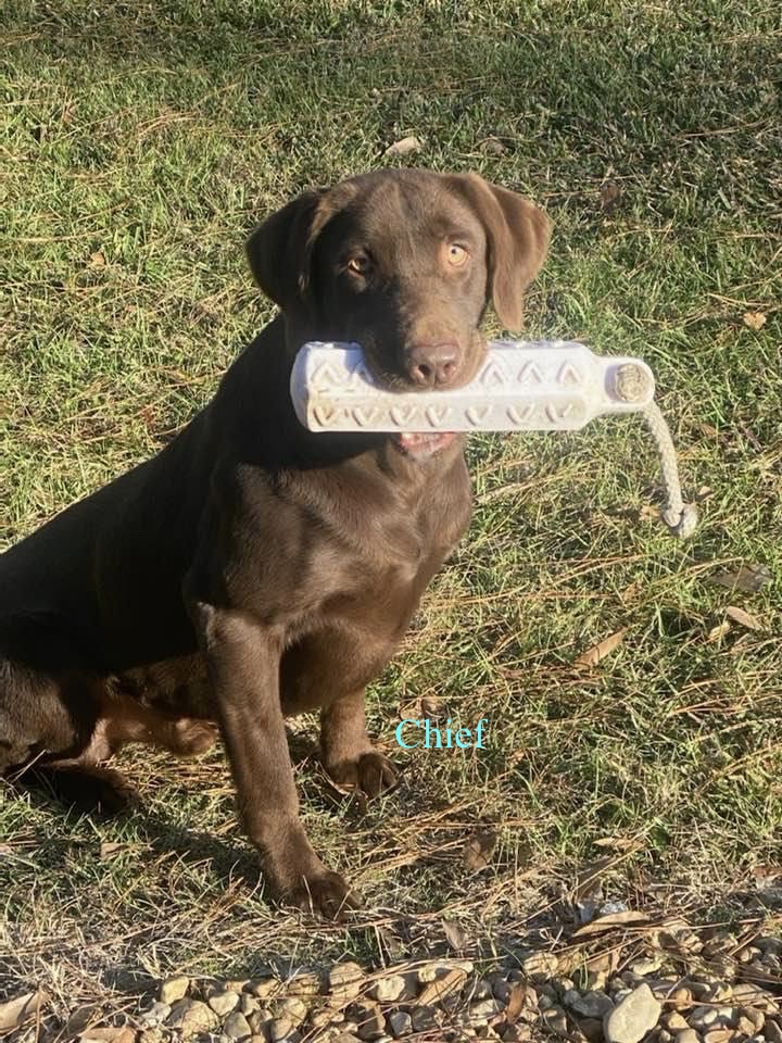 Harvest Moon's Scpo Pearl River Retriever | Chocolate Labrador Retriver