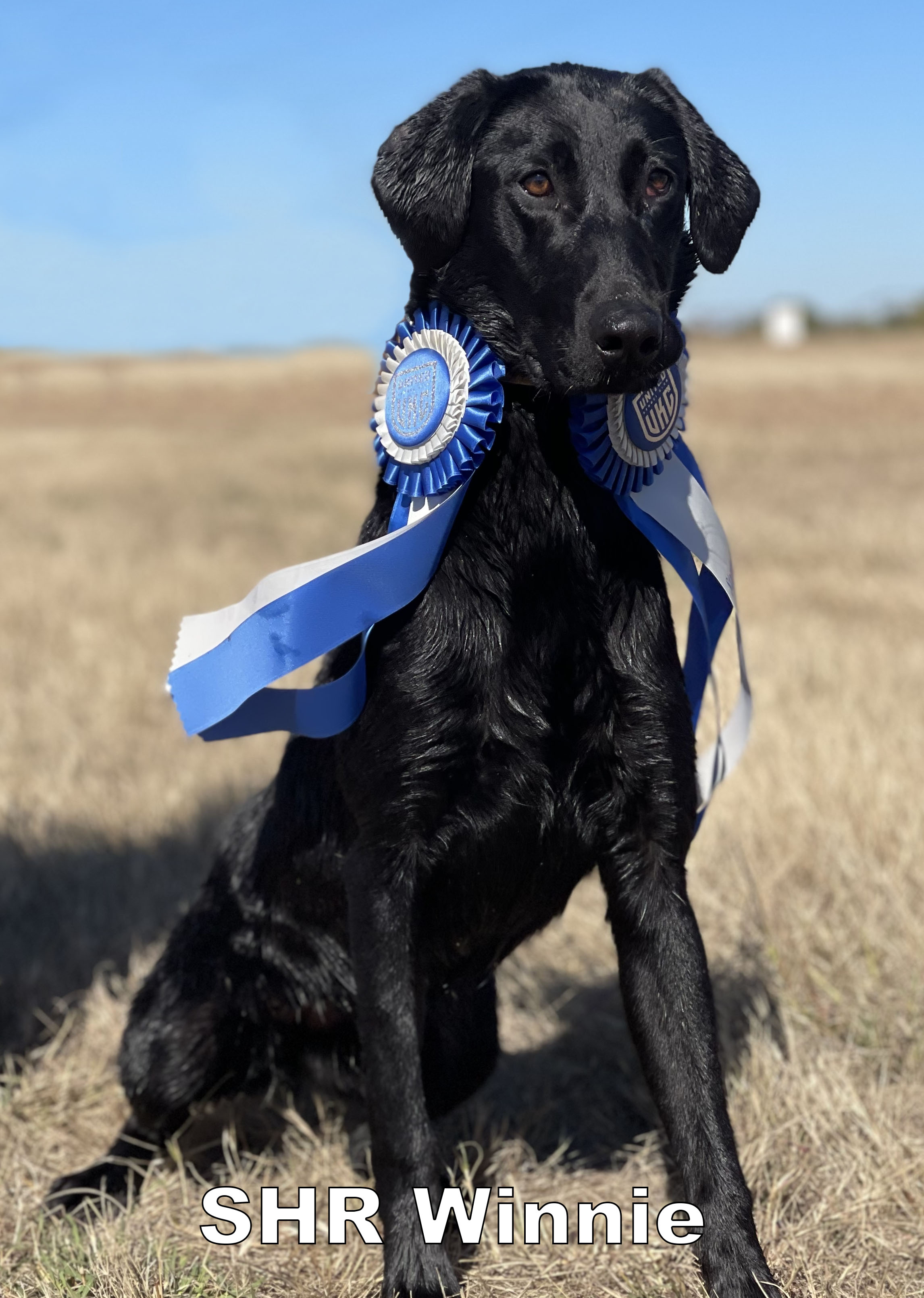 3 Ring Winter Solstice | Black Labrador Retriver