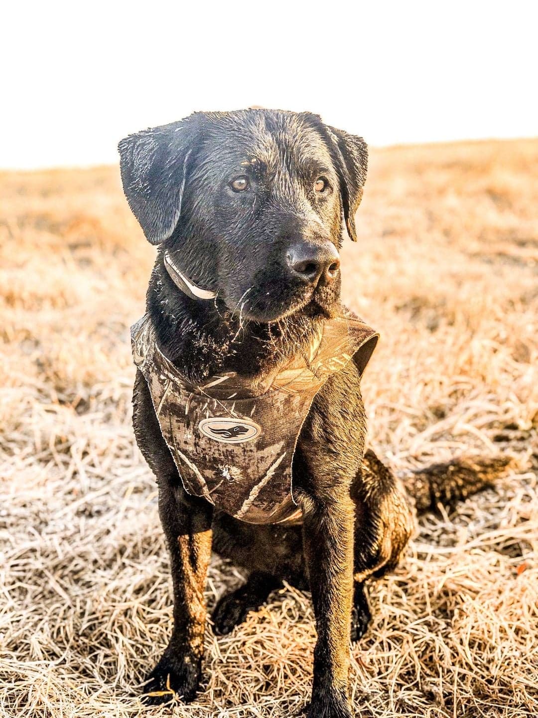 HR Carolina Southern Gentleman Eli JH | Black Labrador Retriver