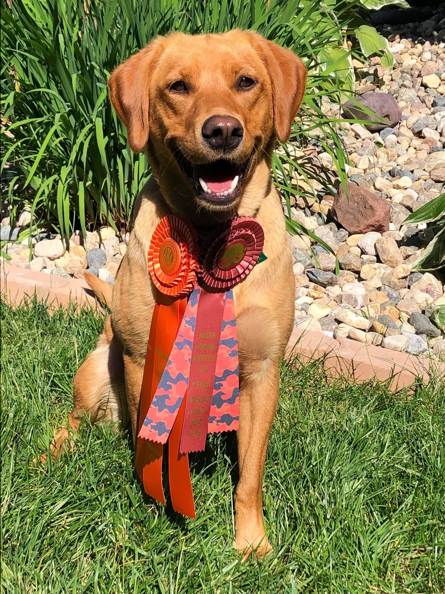 HRCH Southern Belle’s Charming Cedar MH | Yellow Labrador Retriver