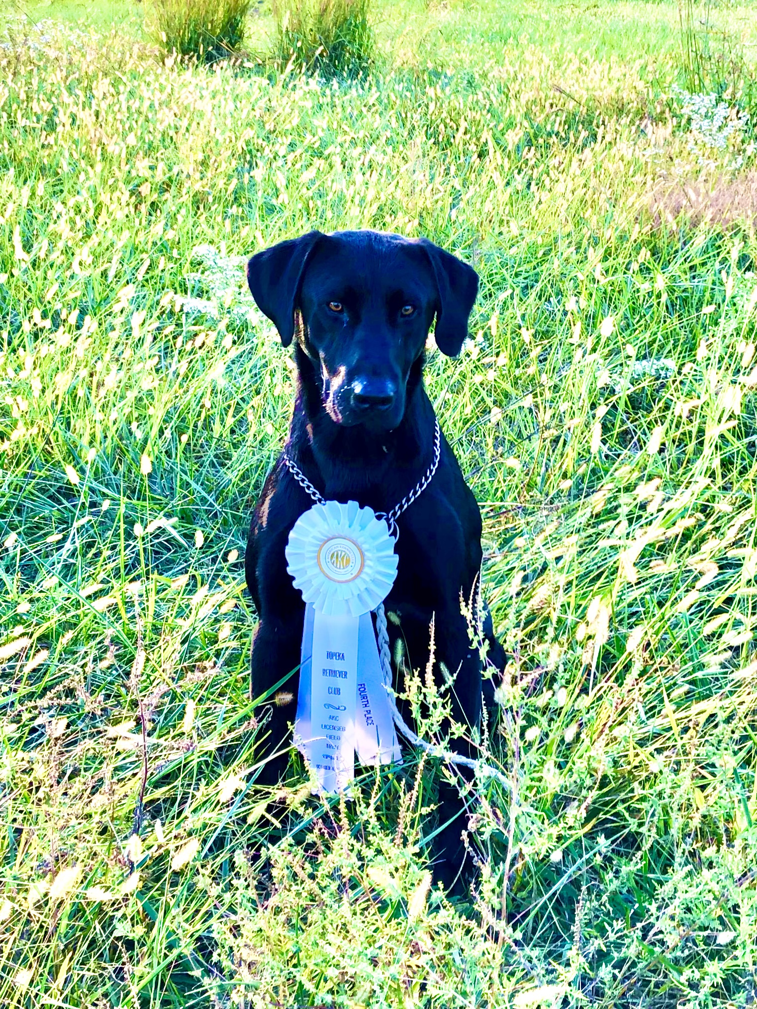 Callback’s Lean Lad O’ Grady | Black Labrador Retriver