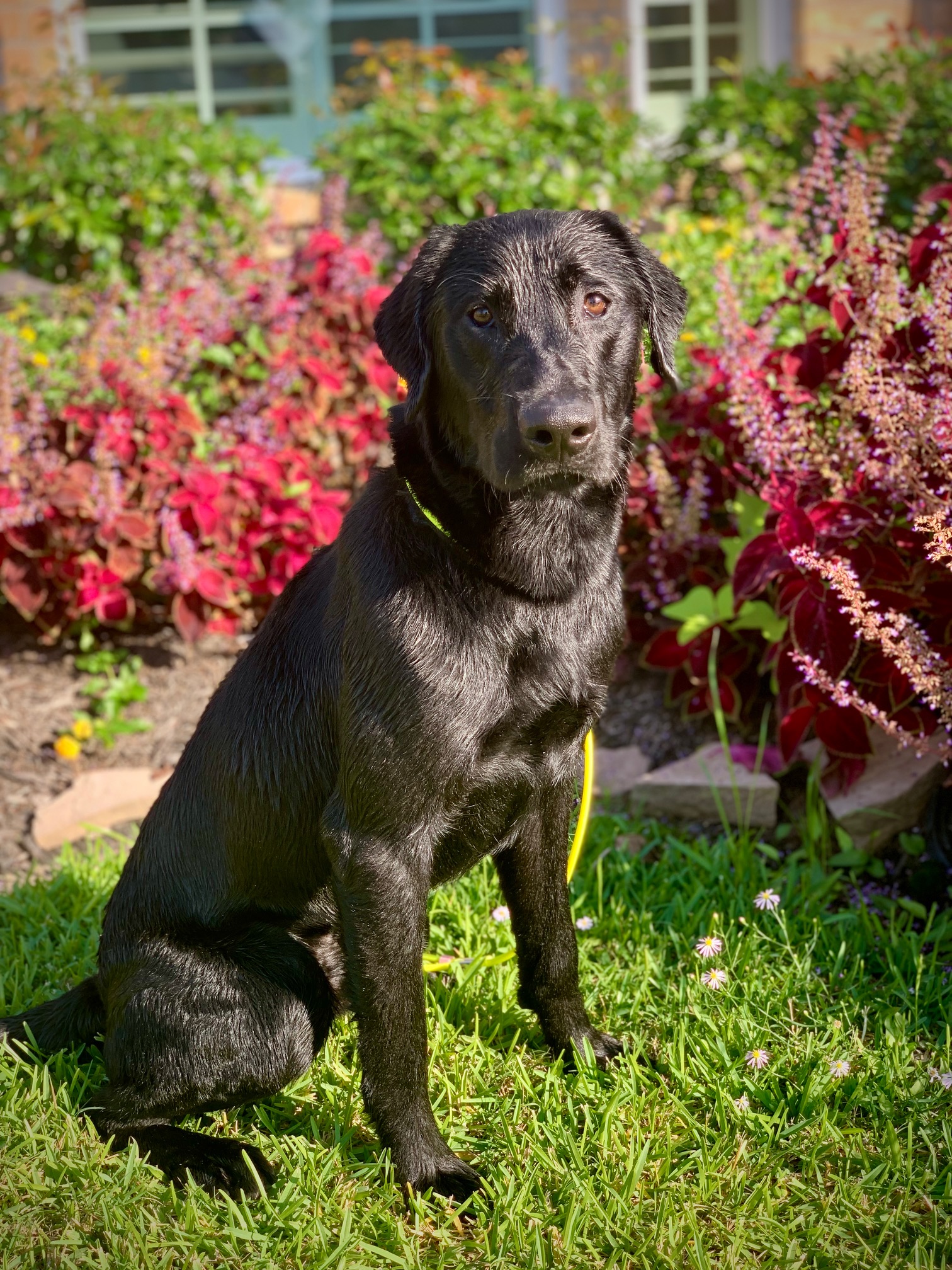 Y-farms: Bienlien’s Knock On Wood | Black Labrador Retriver