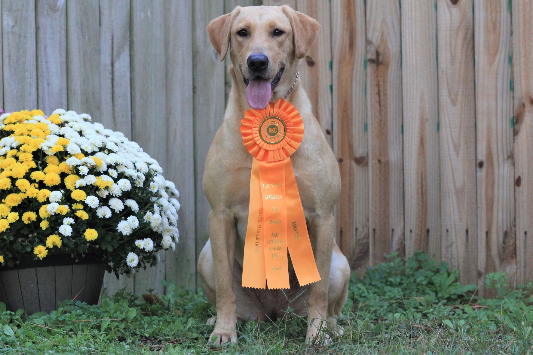 Candleberry's Southern Belle MH | Yellow Labrador Retriver