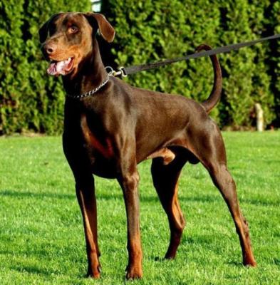 Yango v. Warringhof | Brown Doberman Pinscher