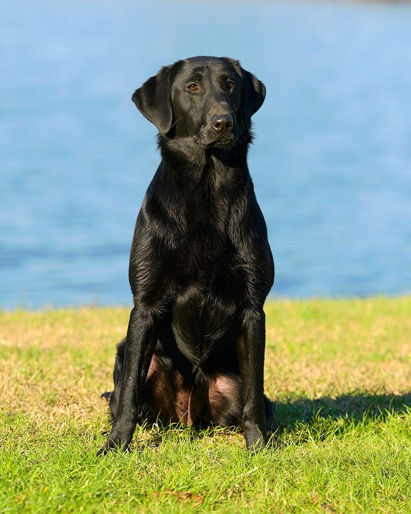 Southfork's Gran Torino | Black Labrador Retriver