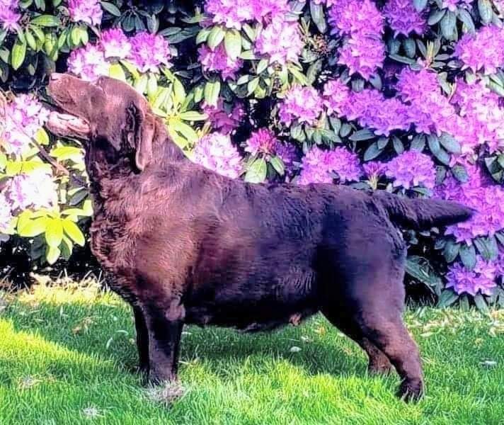 CH Crossroad Jolly Snikers At Cedarwood CGC | Chocolate Labrador Retriver