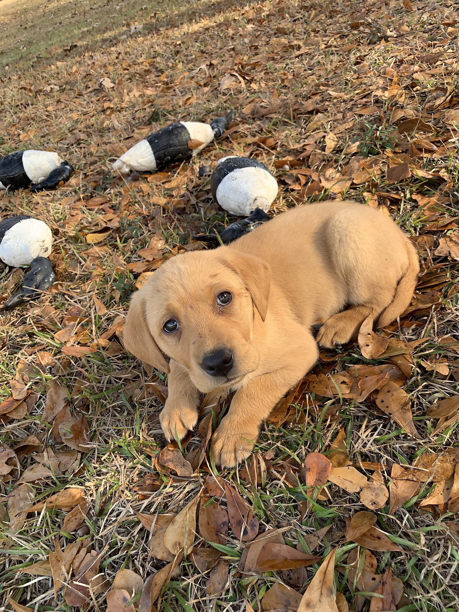 Lmks Last Chance Lucy | Yellow Labrador Retriver