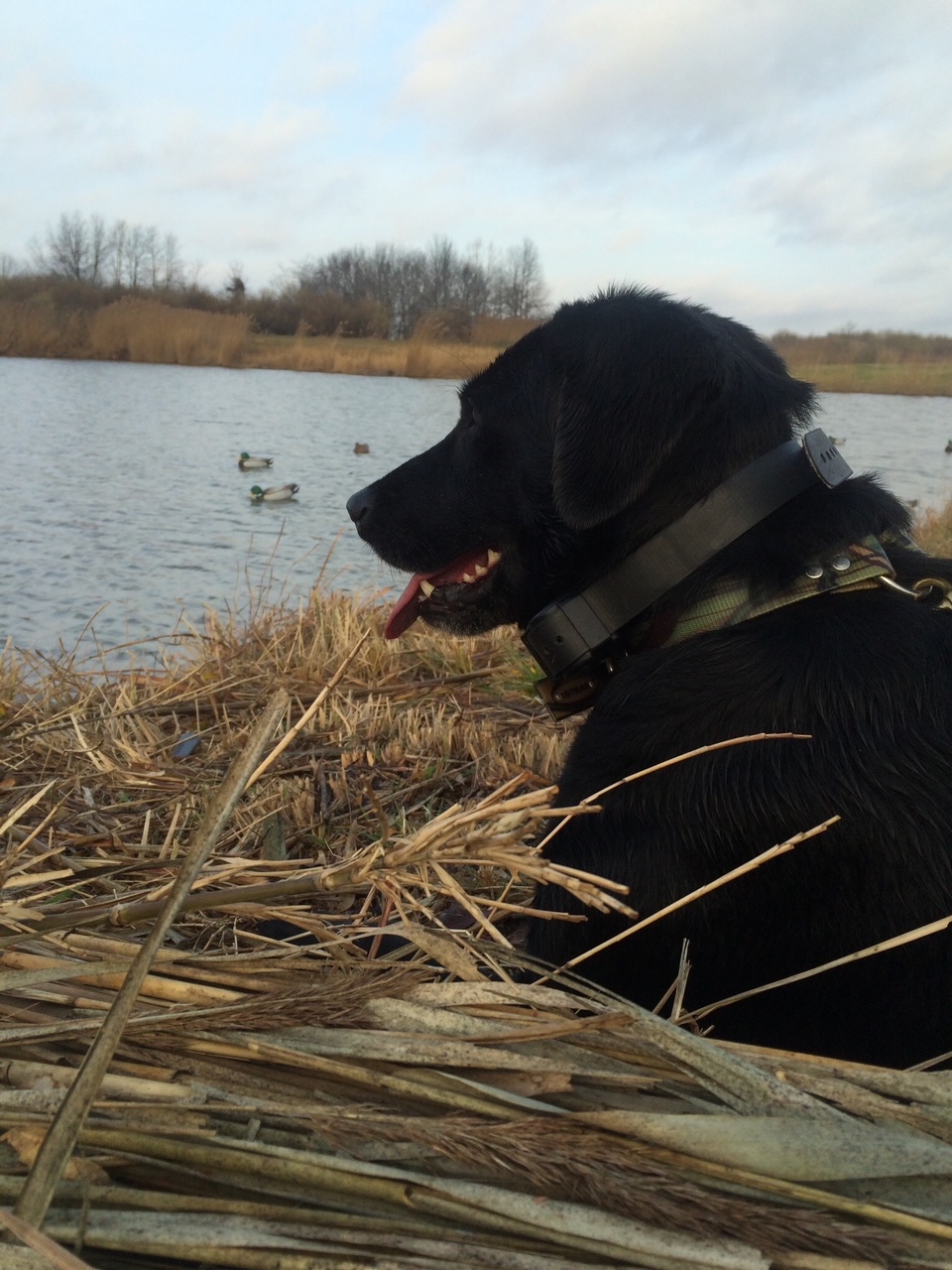 Goose Flat's Sugar Booger | Black Labrador Retriver