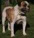 Northside's Amy Of RHK | Olde English Bulldogge 