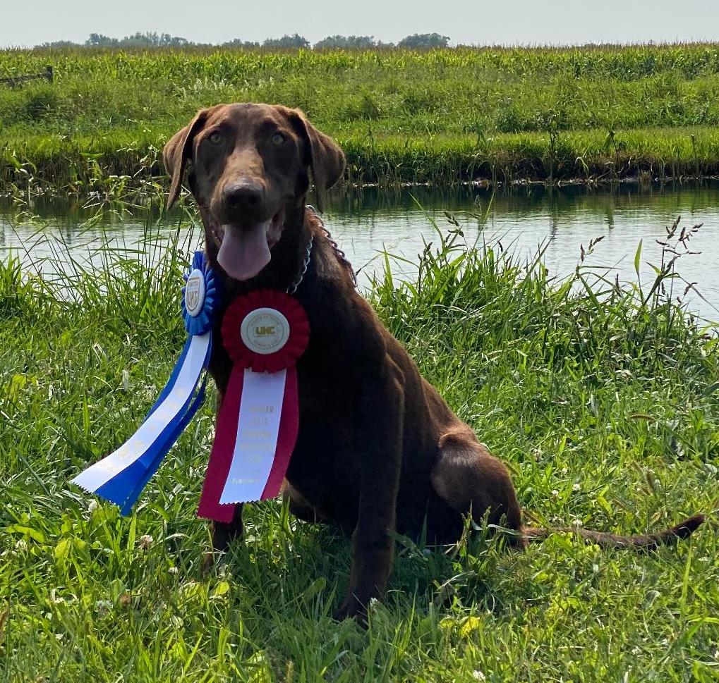 HR Bally's Can't Touch This MH | Chocolate Labrador Retriver