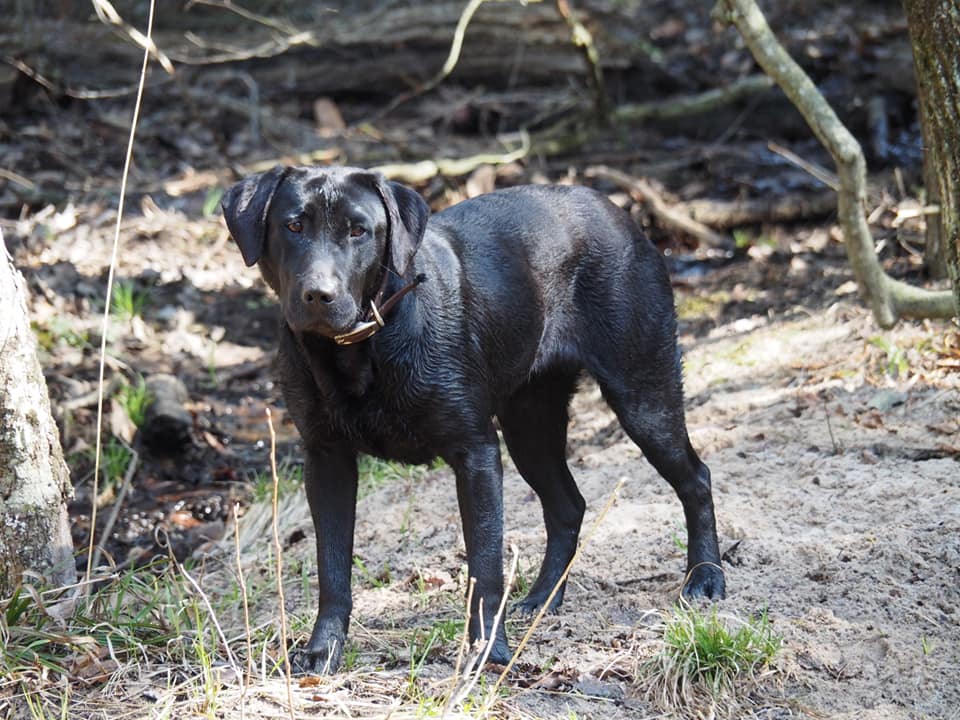 CPR RiversWild Retrievers Touchem TeZZa | Black Labrador Retriver