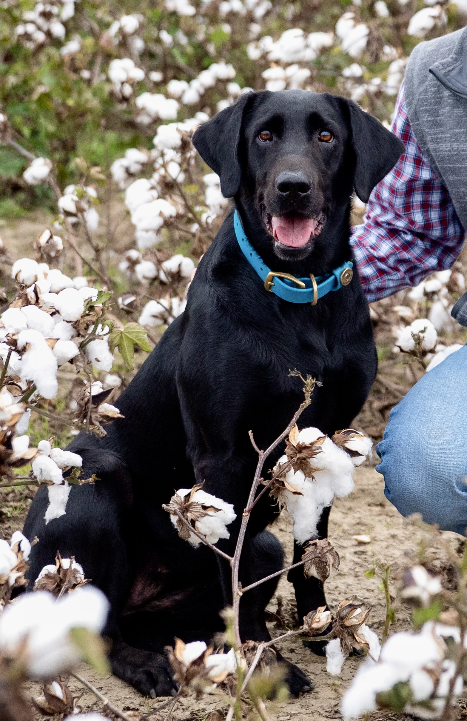 Page's Cool Winter Breeze | Black Labrador Retriver