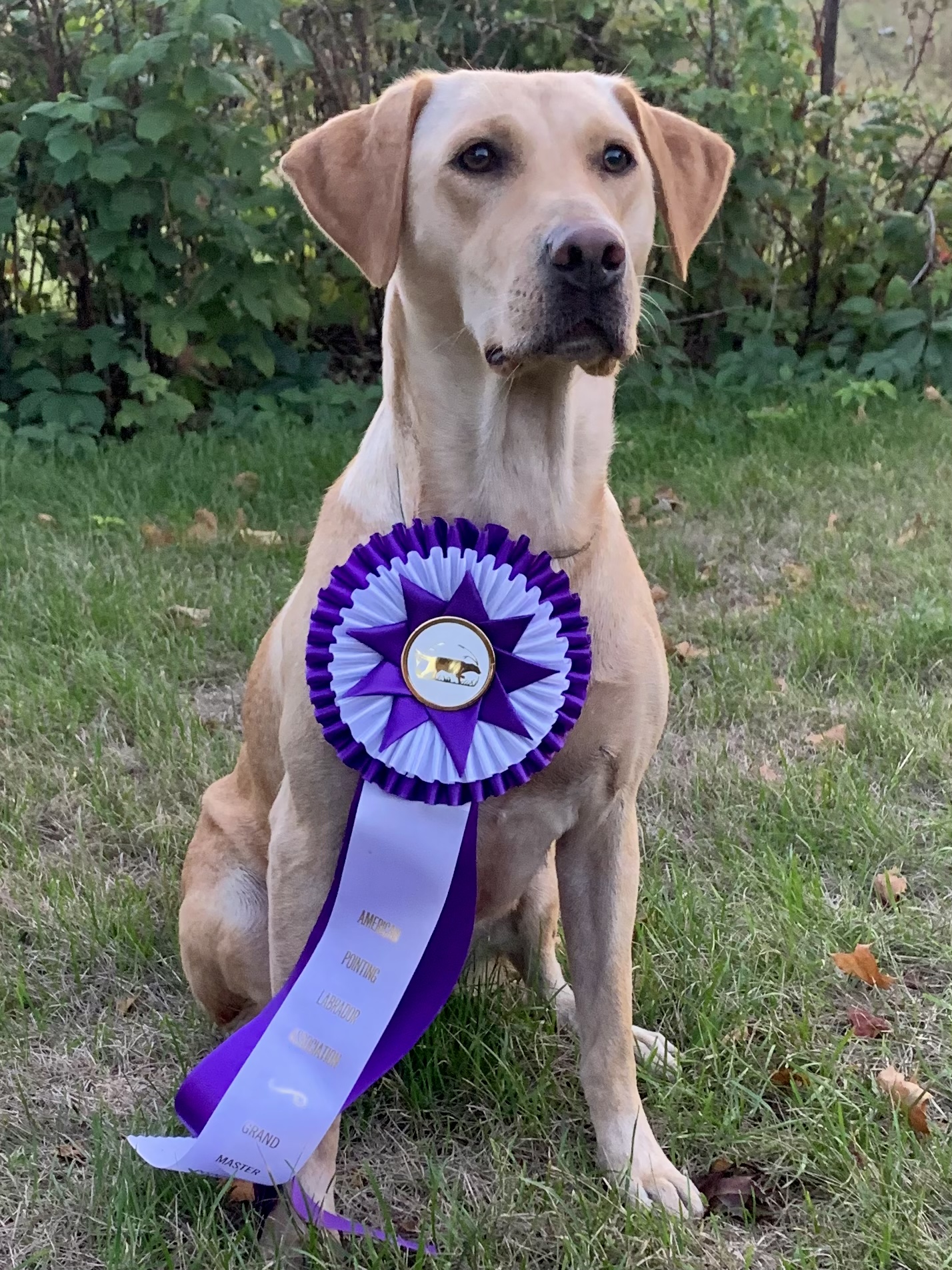 2xGMPR Cvk Litte Marking Harper On Point HR | Yellow Labrador Retriver