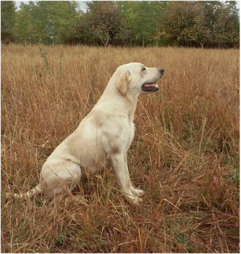 Far From Forest Hills Loopsi Duke MH | Yellow Labrador Retriver