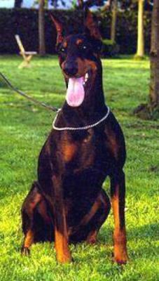 Janka v. Warringhof | Black Doberman Pinscher