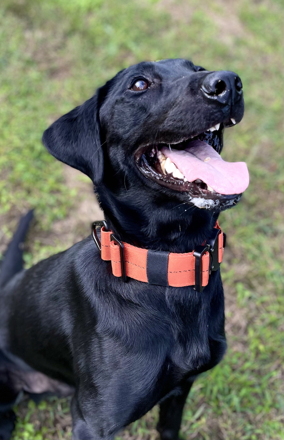 Kaiserk9 Special Agent Macklin CGC | Black Labrador Retriver