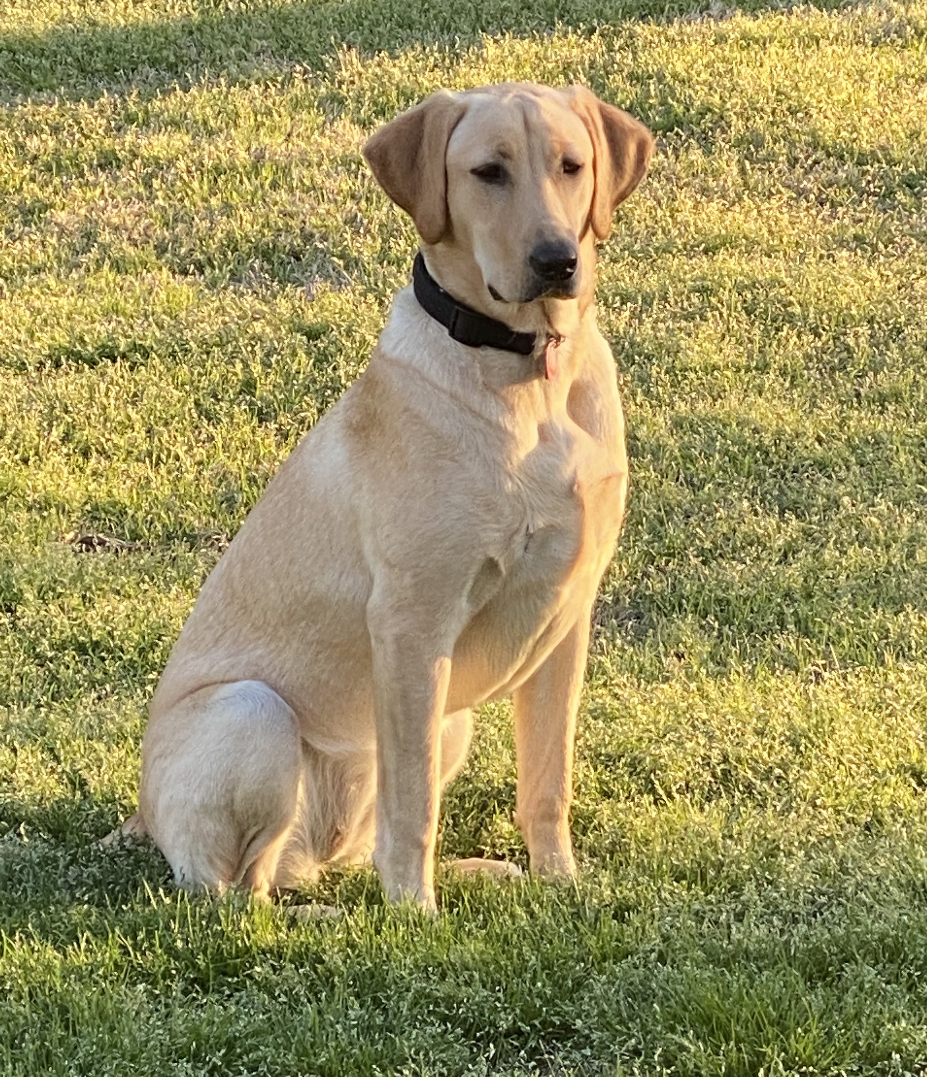 HR Pride Of Firefly Ridge Is Princess Abbie | Yellow Labrador Retriver