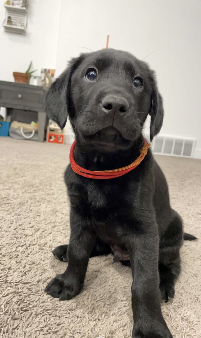 Water Monster's Warrior Call | Black Labrador Retriver