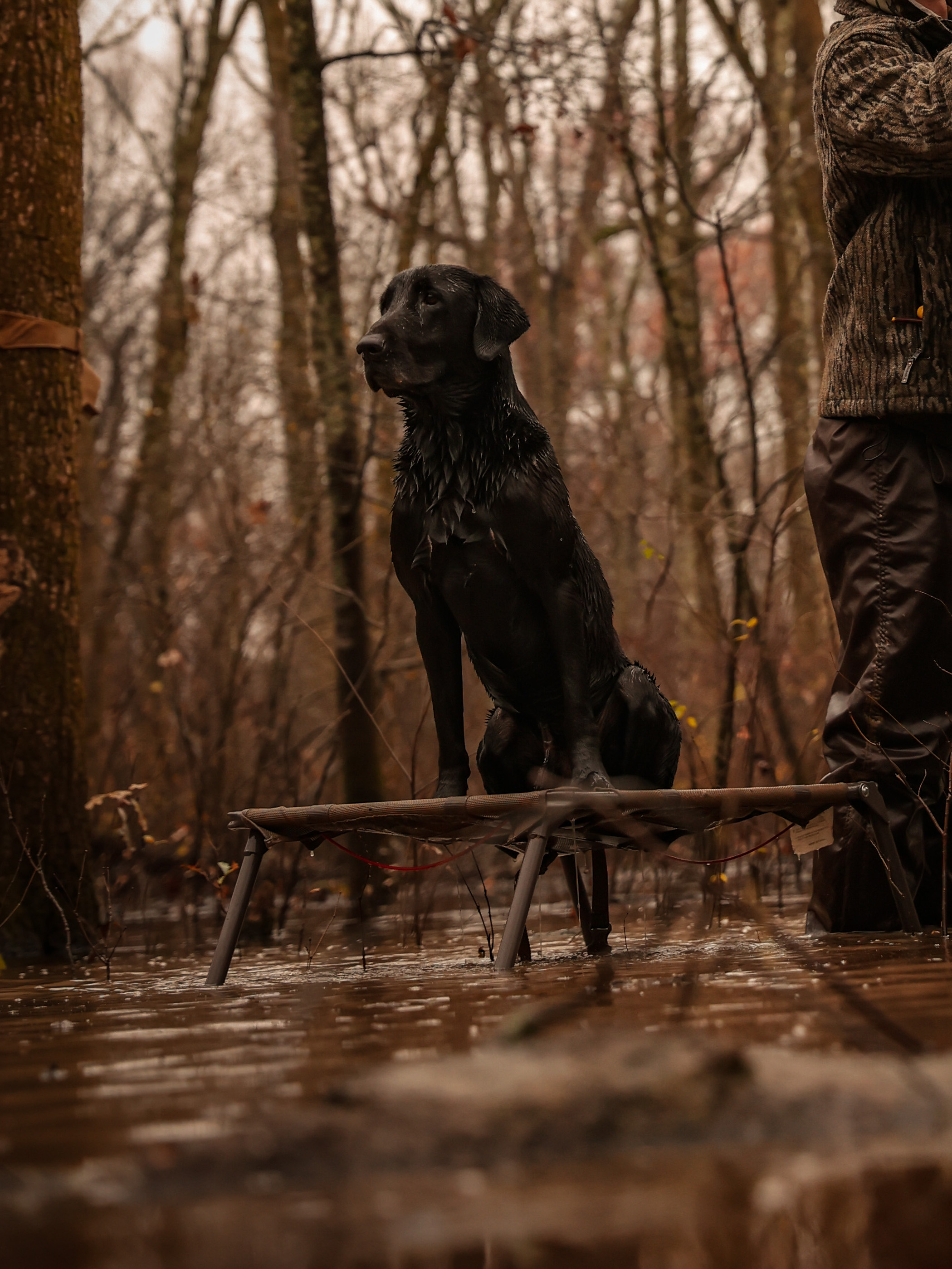 HRCH Jones And Sons Kimber MH | Black Labrador Retriver