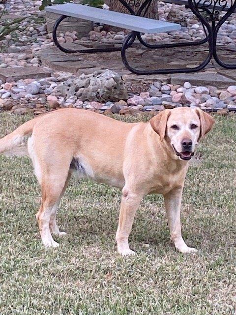 KJ's Zoey Pep | Yellow Labrador Retriver