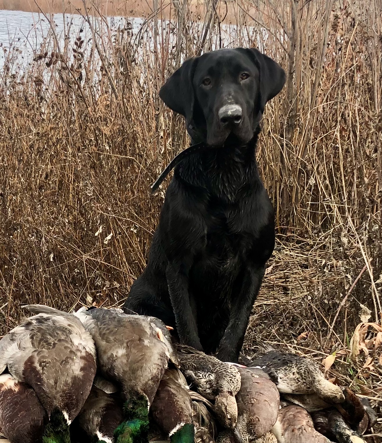 SHR Red Skies Desert Sage Bug | Black Labrador Retriver