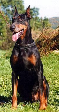 Alf v. Emstal | Black Doberman Pinscher