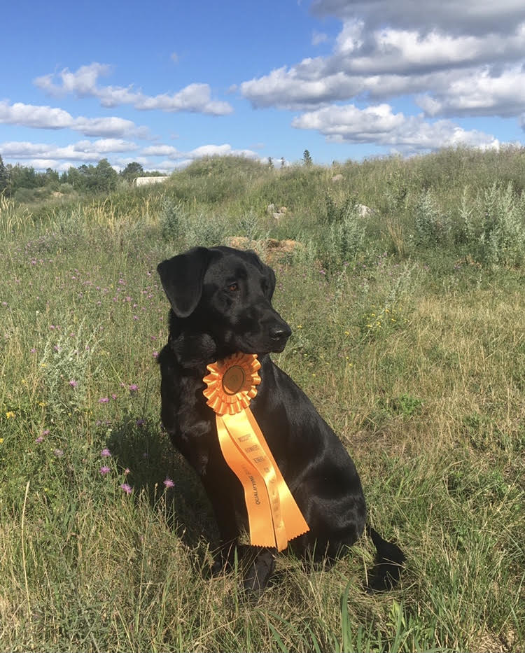 Sheyenne Rivers Journey To Bayou Tech Foxx JH | Black Labrador Retriver