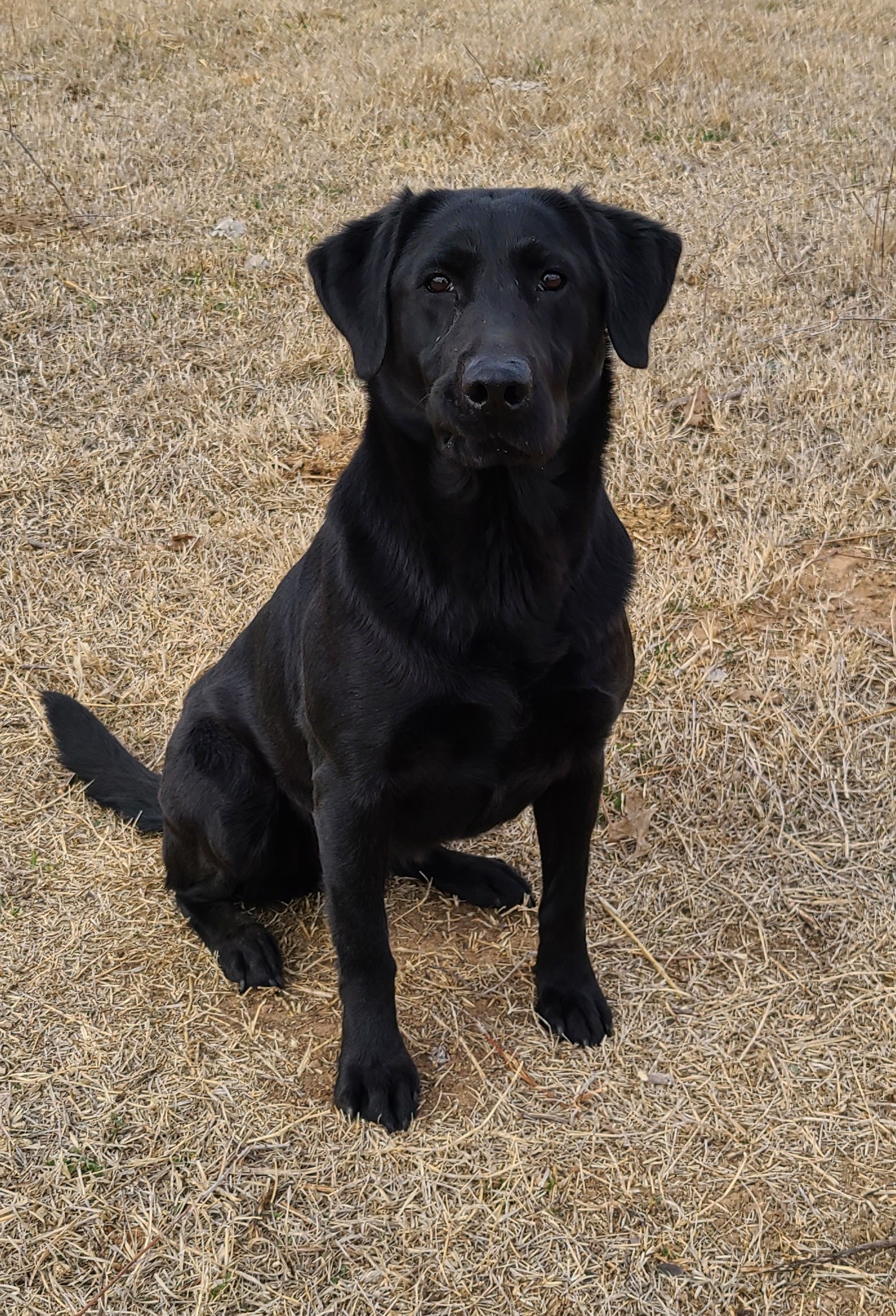 Schreiners This Is Our Ice QAA | Black Labrador Retriver