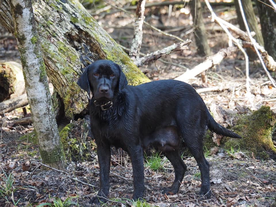 Riverswild Retrievers She's A Beauty | Black Labrador Retriver