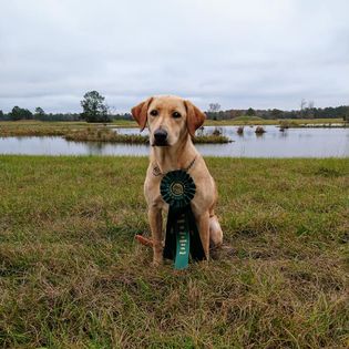 Hunter's Blew  By You SH | Yellow Labrador Retriver