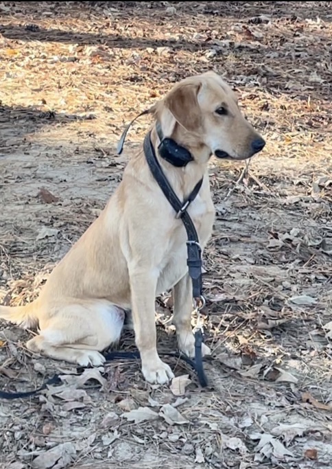 Moccasin Creek's Gorgeous George | Yellow Labrador Retriver