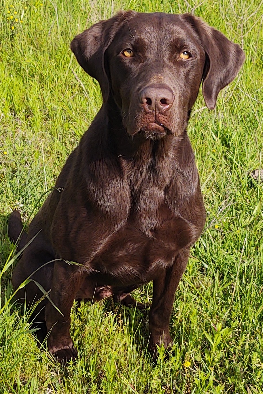 Black Ice's Pirates Blast Blue Ale MH | Chocolate Labrador Retriver