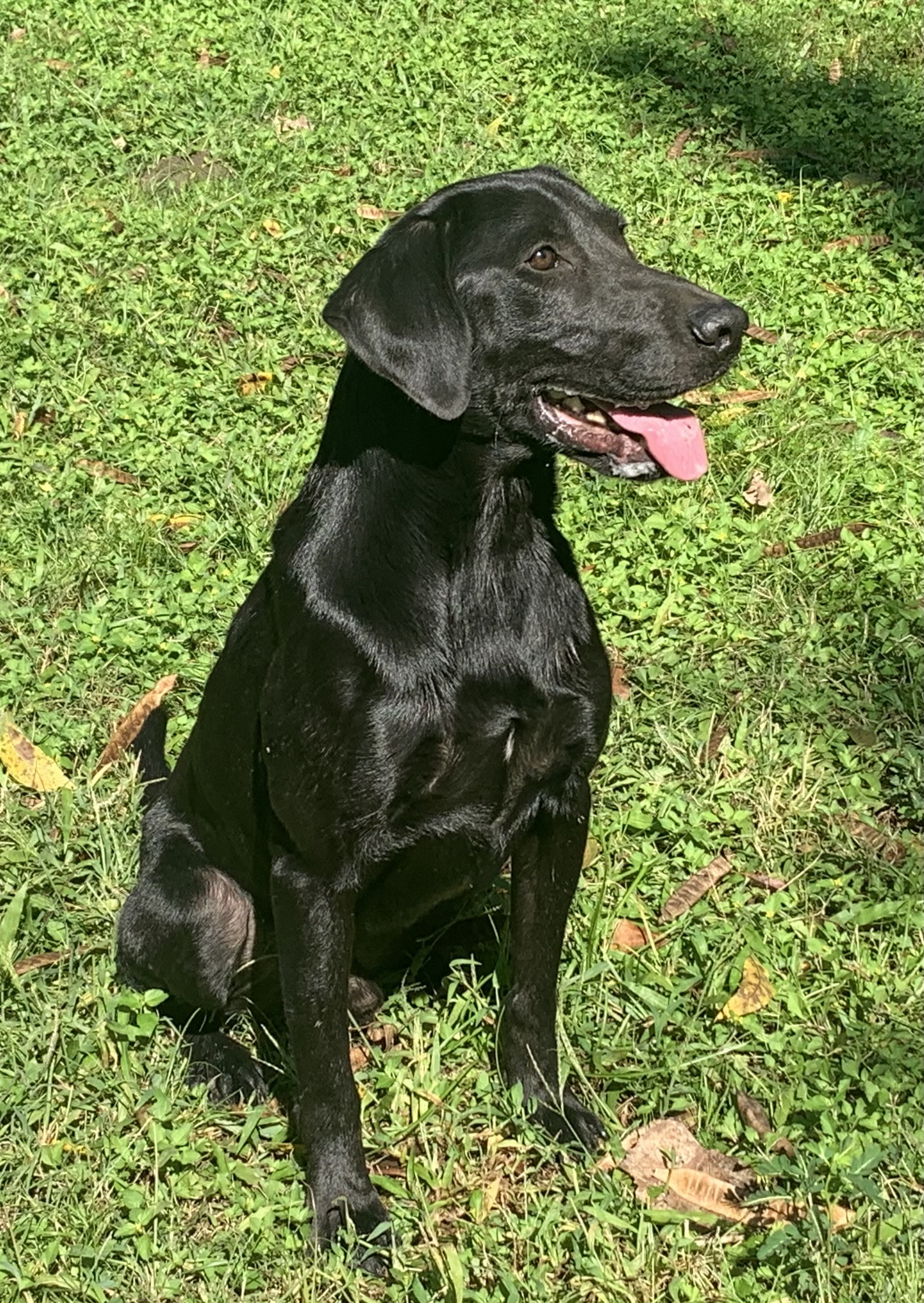 Christy's Texas Twelve Gauge | Black Labrador Retriver