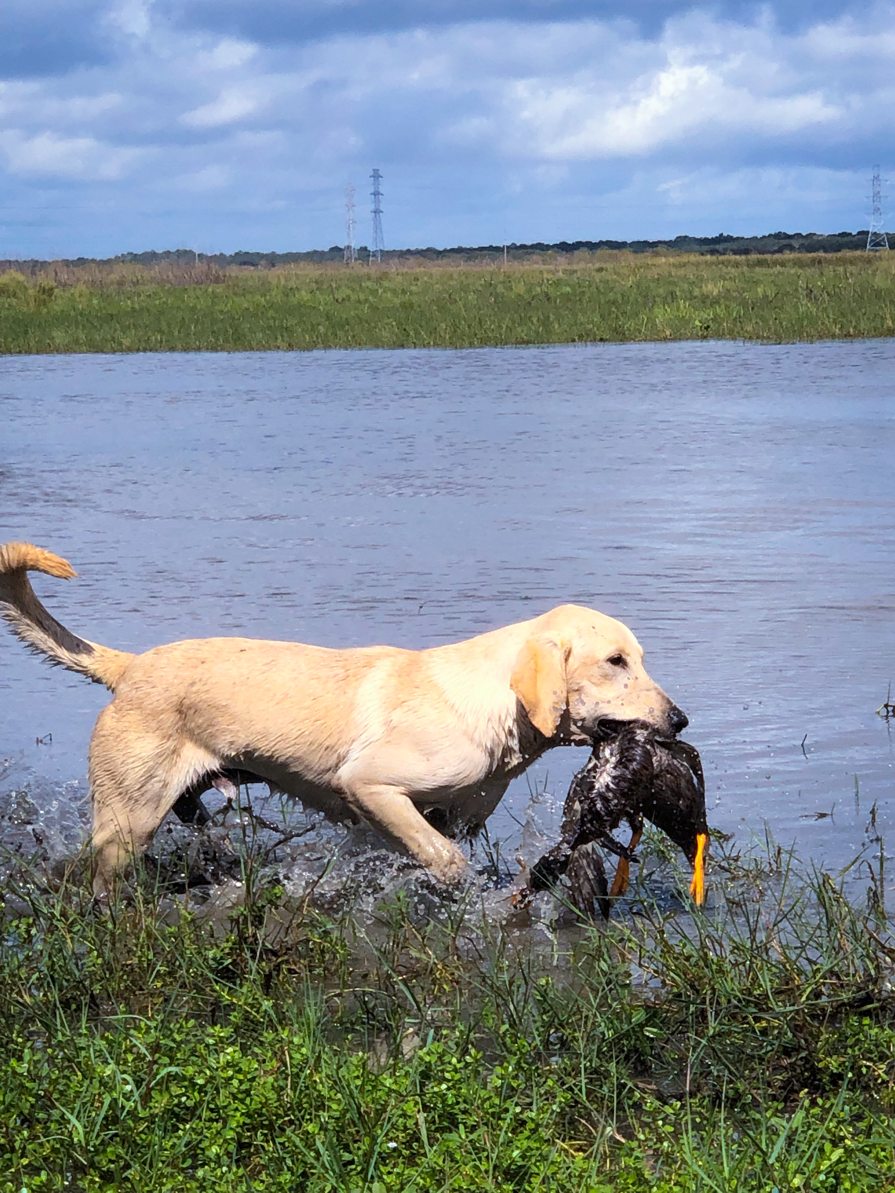 Bopco’s Pale Rider Preacher JH | Yellow Labrador Retriver