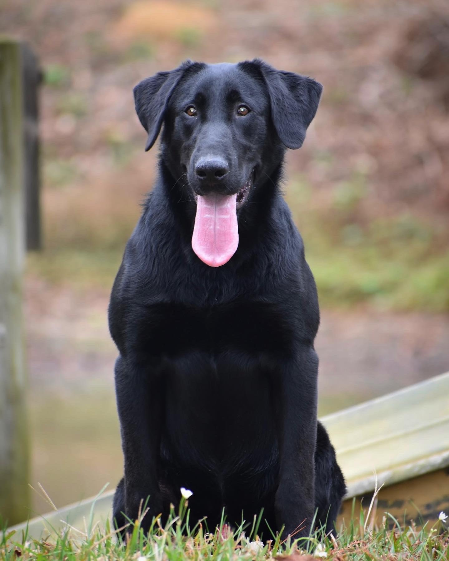 MCK's Bayou Teche Bawler | Black Labrador Retriver