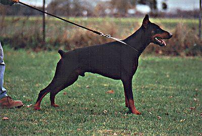 Yoker v.d. Mooreiche | Black Doberman Pinscher