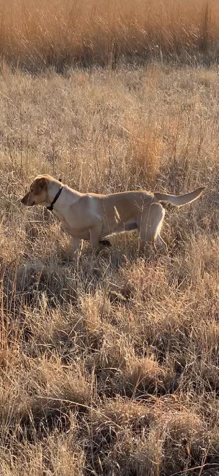 APR Buddy's Fire In The Skye JH | Yellow Labrador Retriver