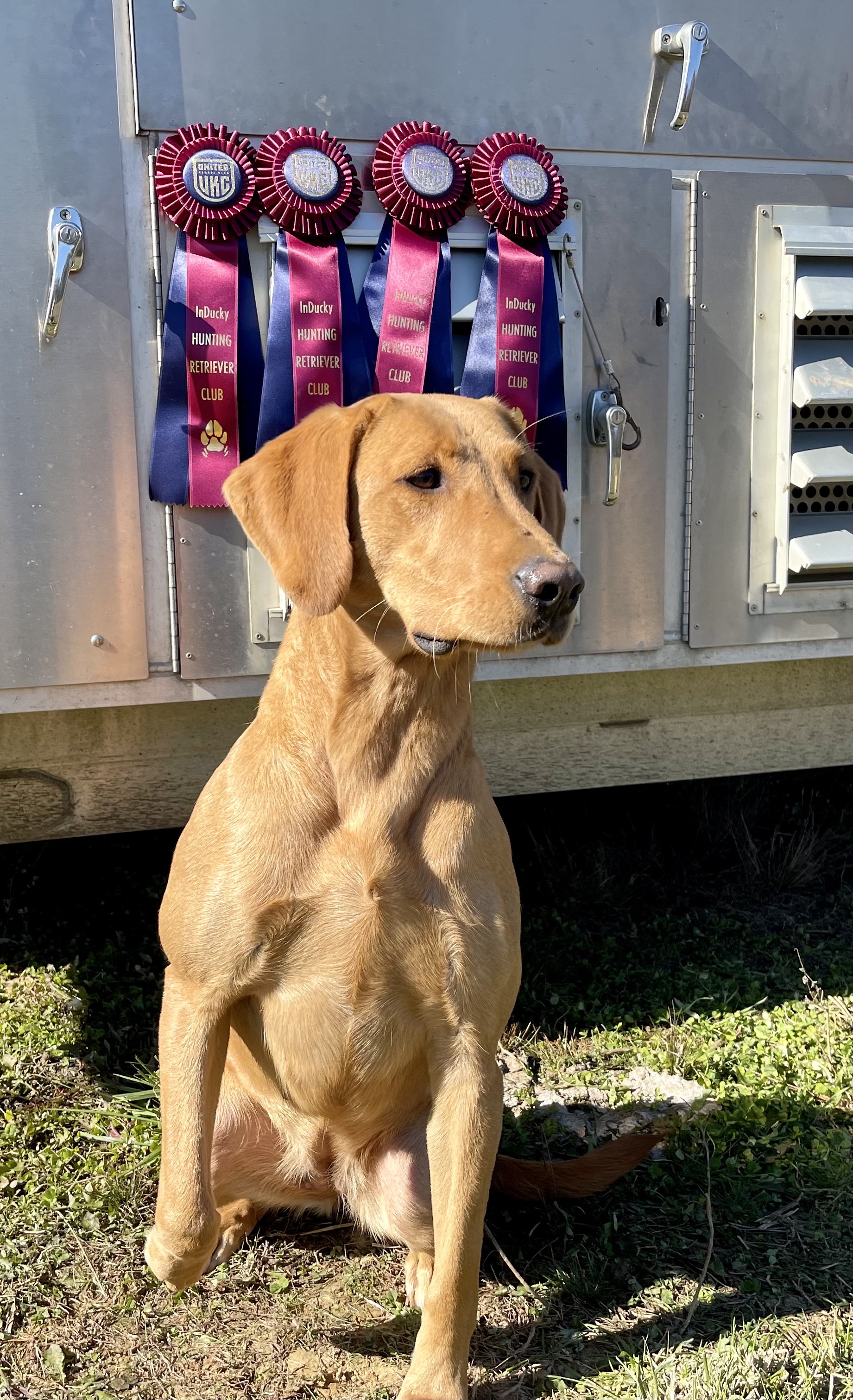 HRCH UH Blazing Reds Mighty Ivy | Yellow Labrador Retriver