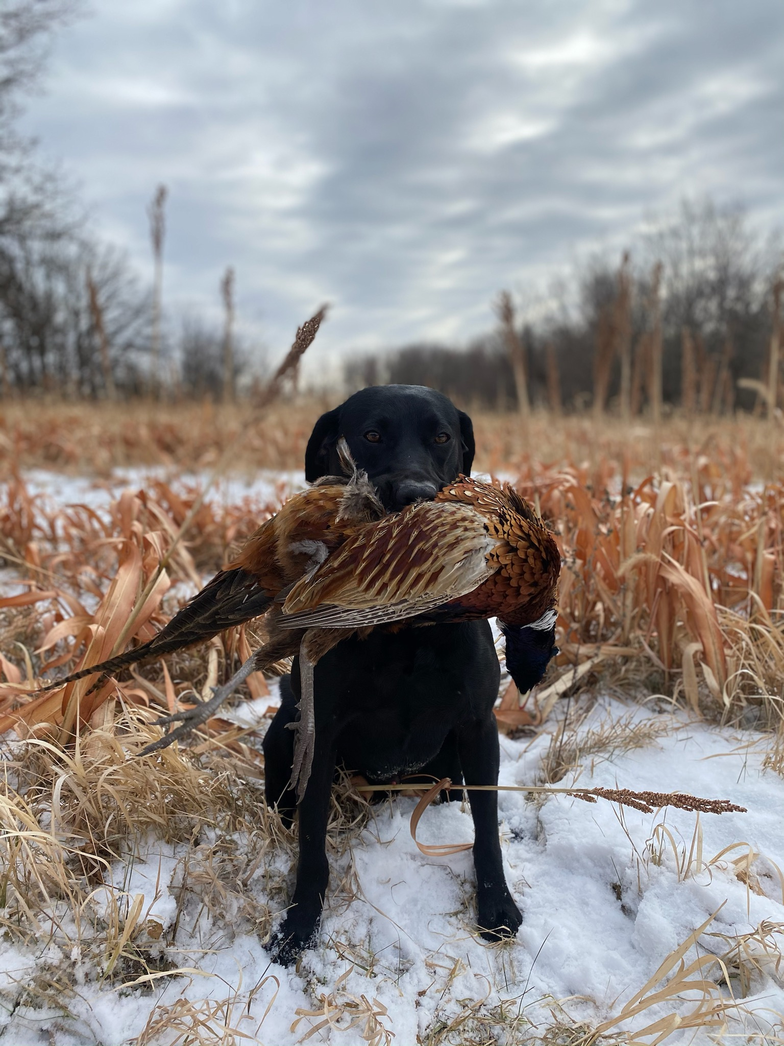 The Don Of Mud Lake 2020 US Open Champion | Black Labrador Retriver