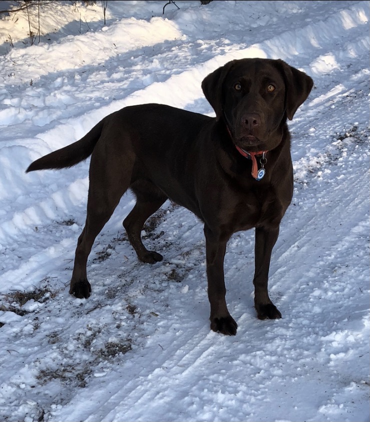 Den's Huntin' Remington Of Bdl | Chocolate Labrador Retriver