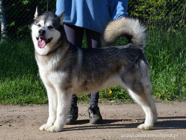 STORMY  SUNRISE  Inditarod | Alaskan Malamute 