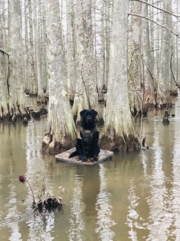 Montgomery's Bella May | Black Labrador Retriver