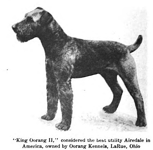 King Oorang II 178231 | Airedale Terrier 