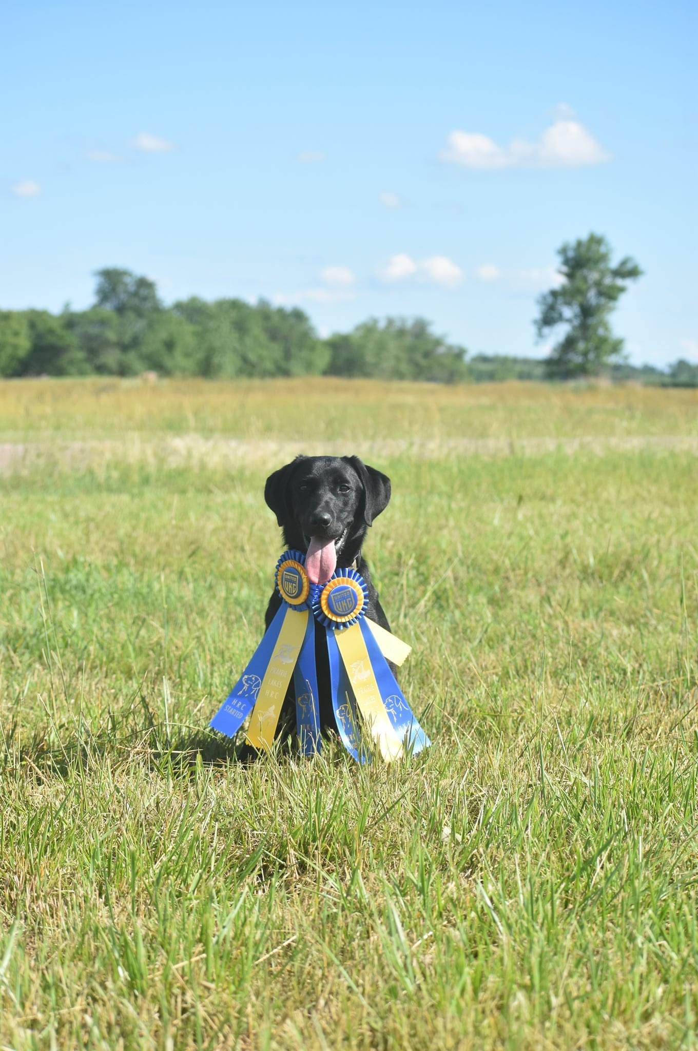 HRCH Jackeduplabs Pass The Captain | Black Labrador Retriver