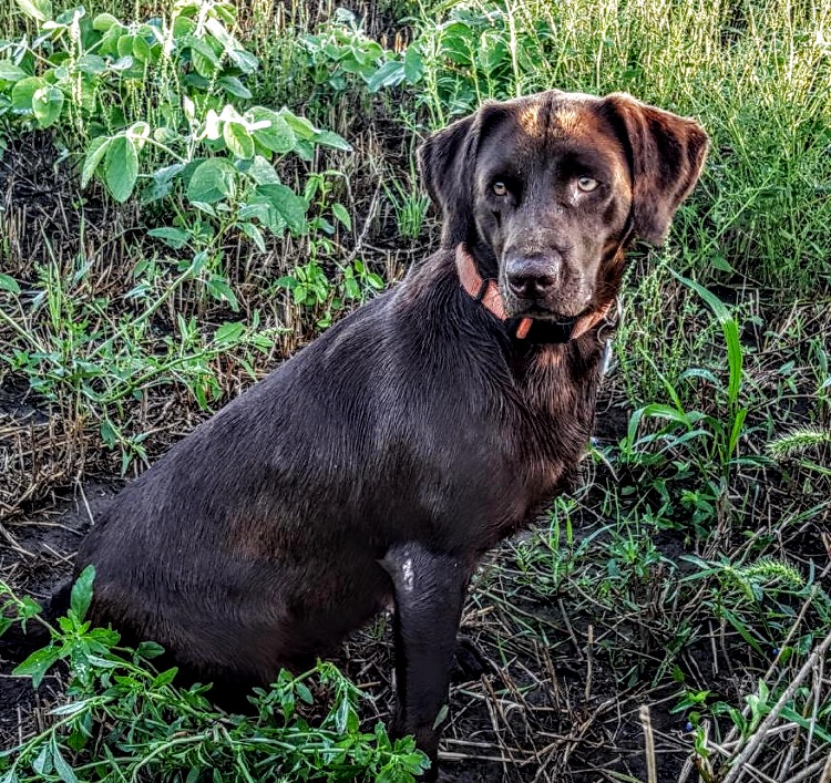 Berger’s Sierra Ridge Coco | Chocolate Labrador Retriver