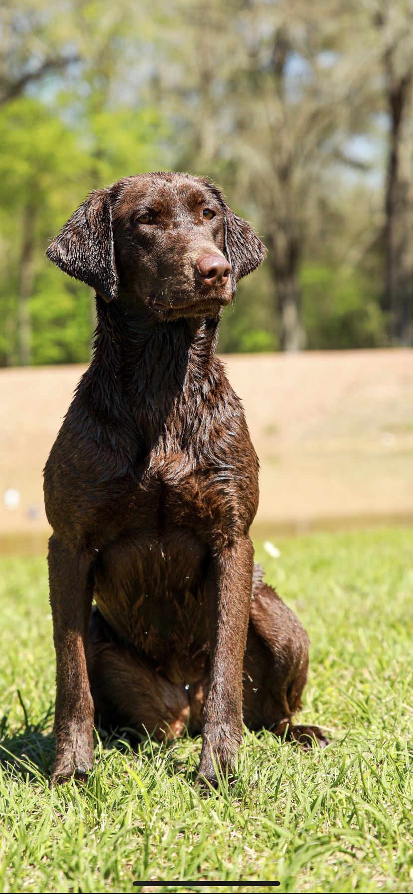 SHR TCK Ms. Hopes Of Makin Trouble JH | Chocolate Labrador Retriver