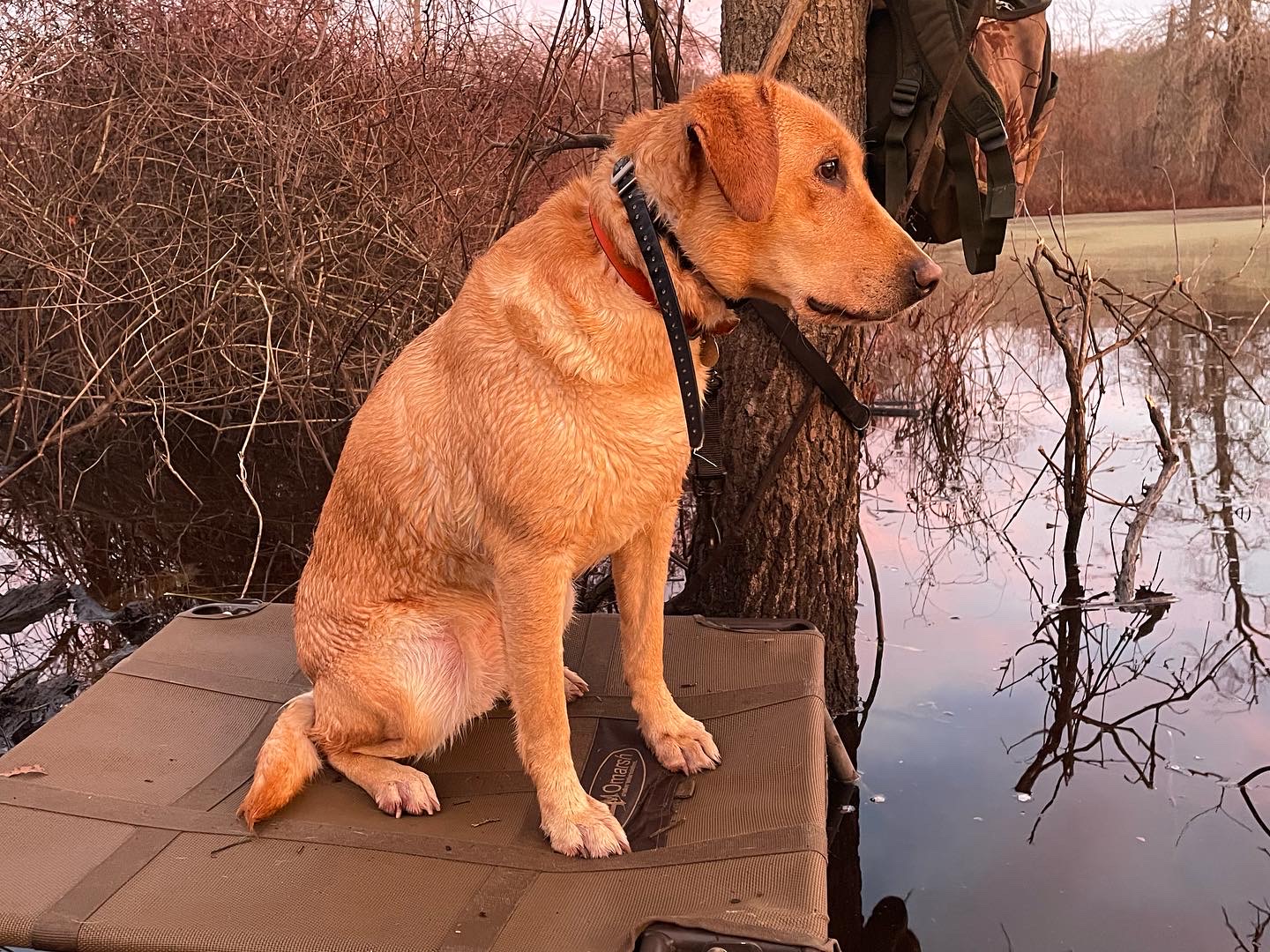 Eli’s Little Sadie | Yellow Labrador Retriver