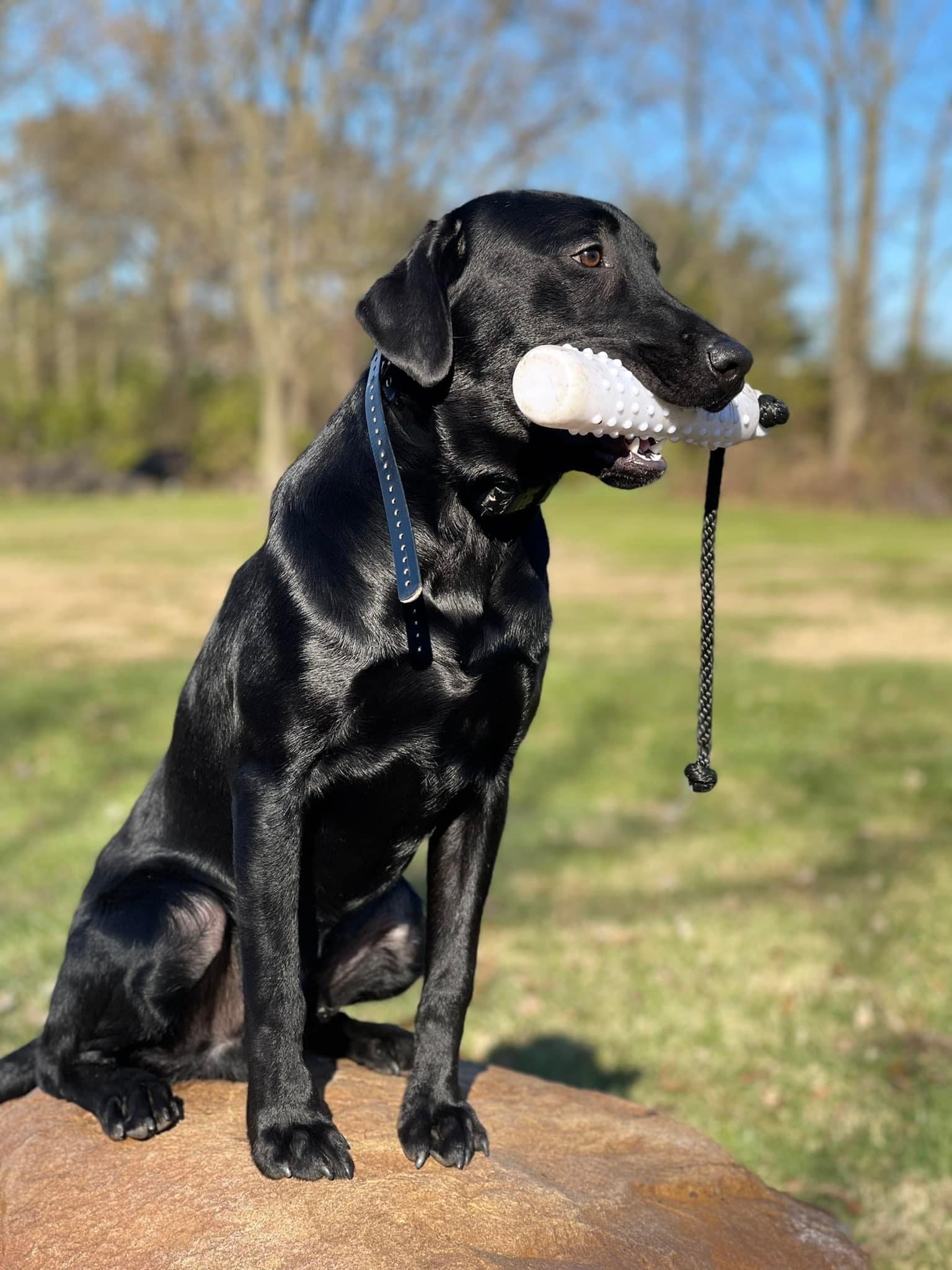 Manleys Rip | Black Labrador Retriver