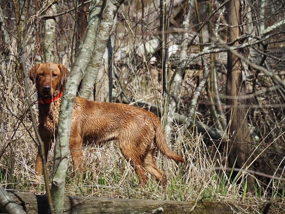 Riverswild Retrievers Tala The Red | Yellow Labrador Retriver