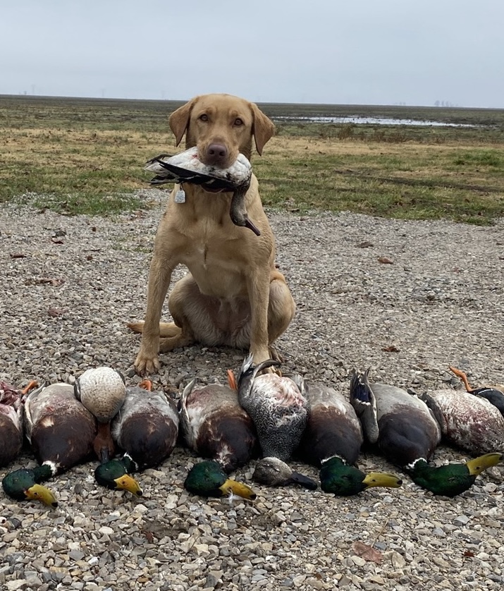 Walls Hangem On The Millstone Millie | Yellow Labrador Retriver